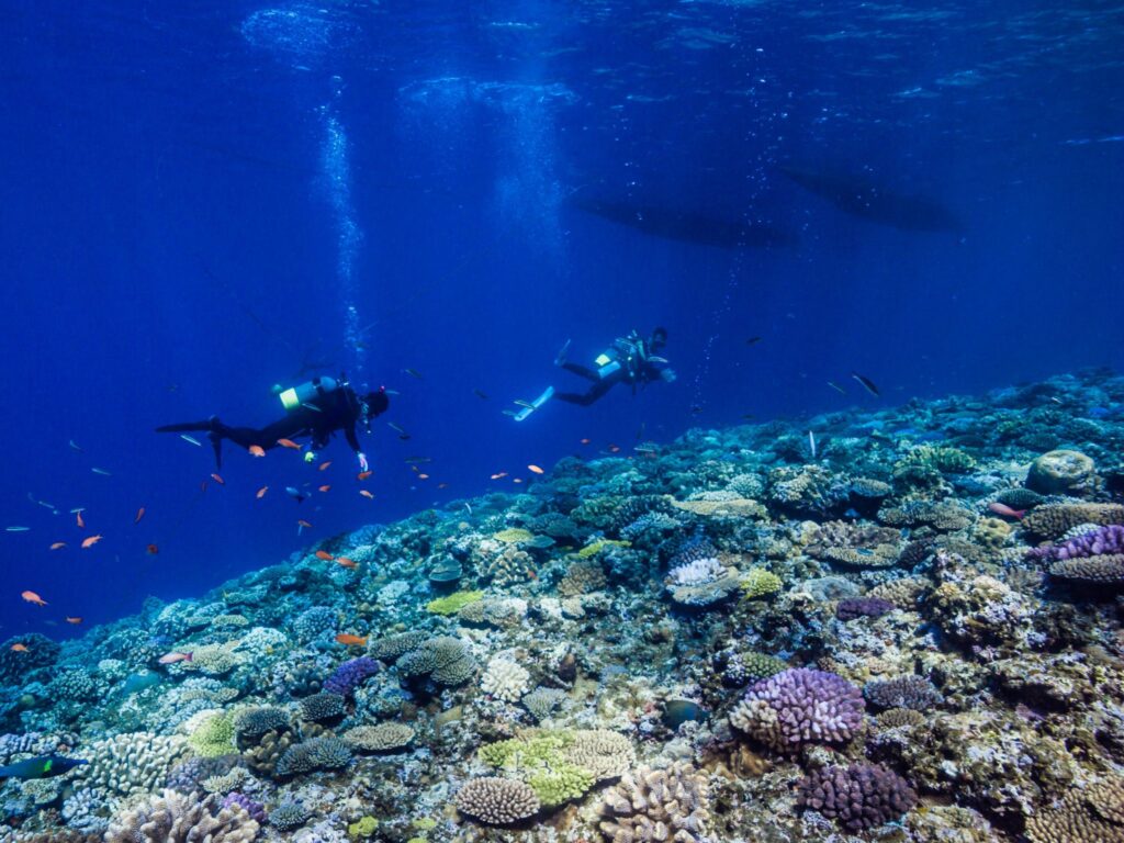 Mergulhadores nadando sobre um recife de coral em águas azuis profundas